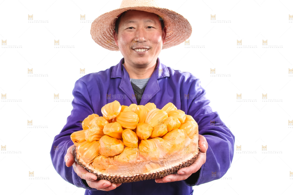 农民手里捧着红肉菠萝蜜