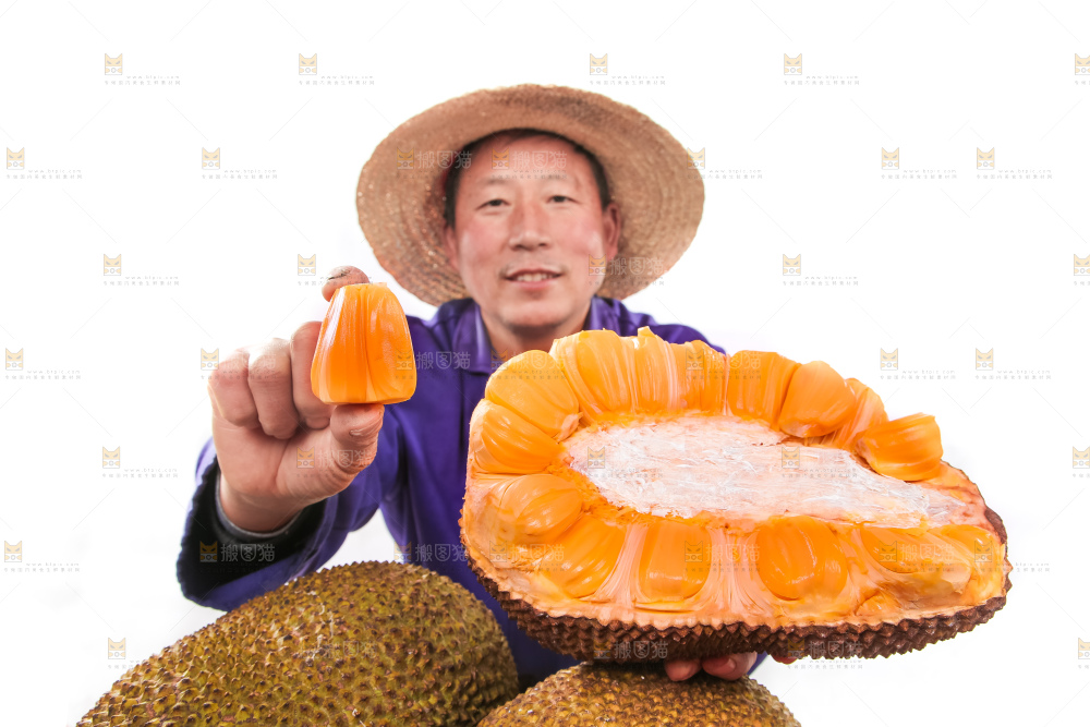 农民手里拿着红肉菠萝蜜
