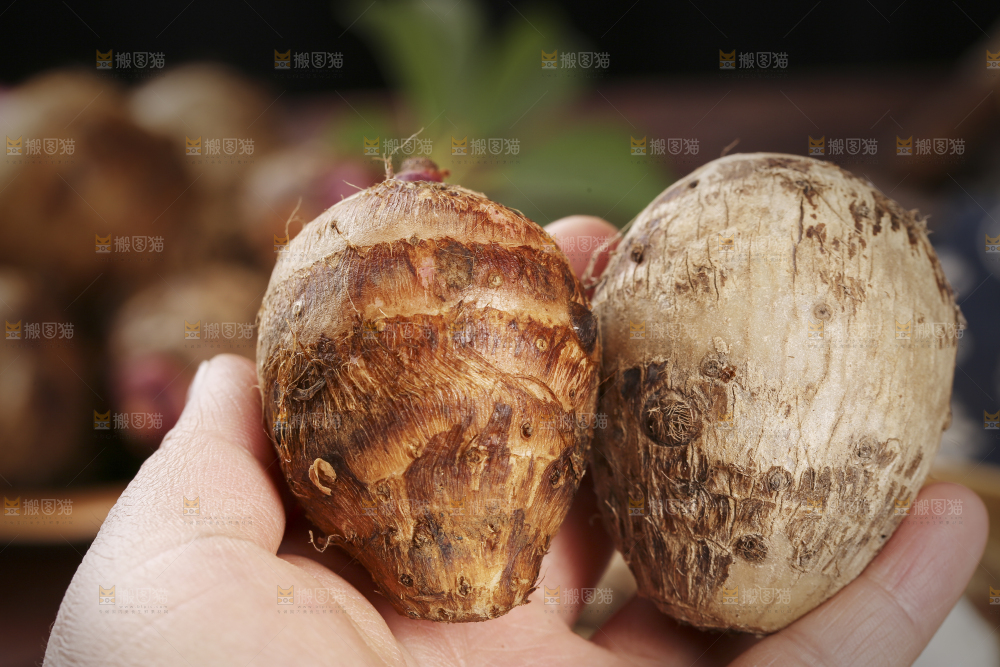 手里拿着小芋头