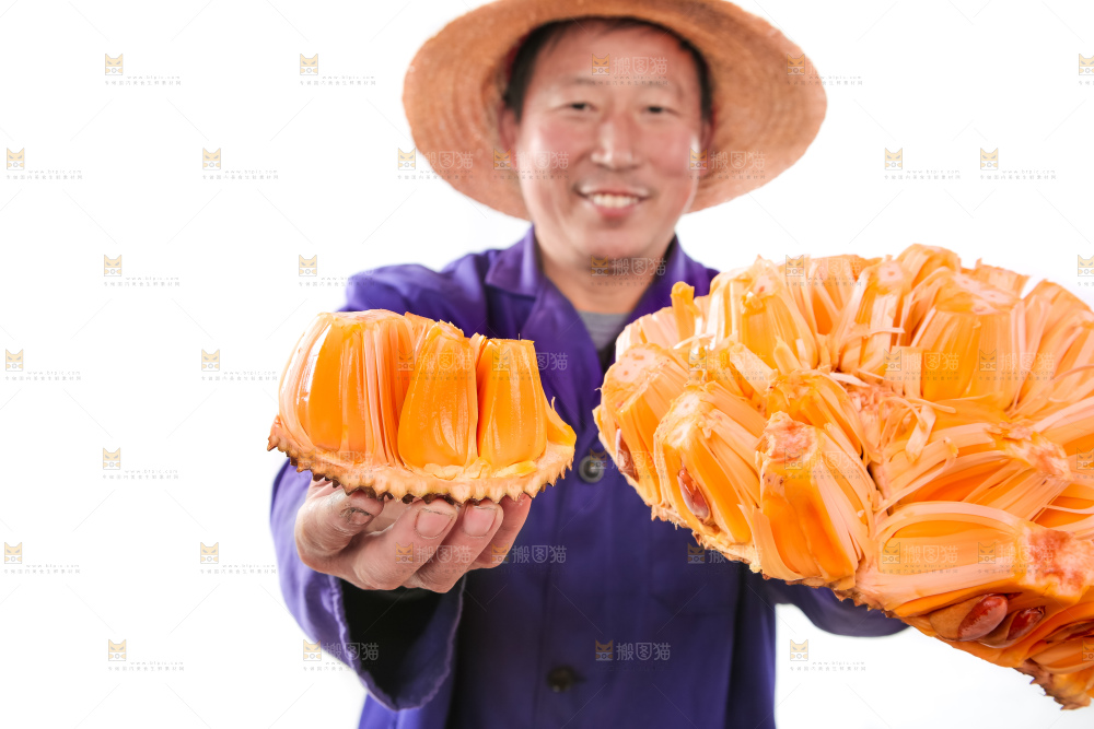 农民手里拿着红肉菠萝蜜