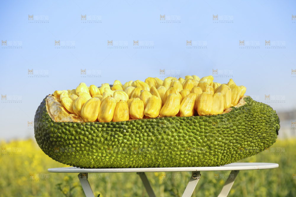 桌子上放着黄肉菠萝蜜