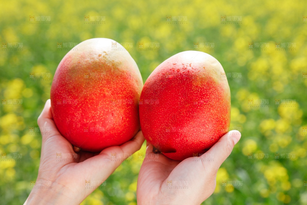 手里拿着澳芒