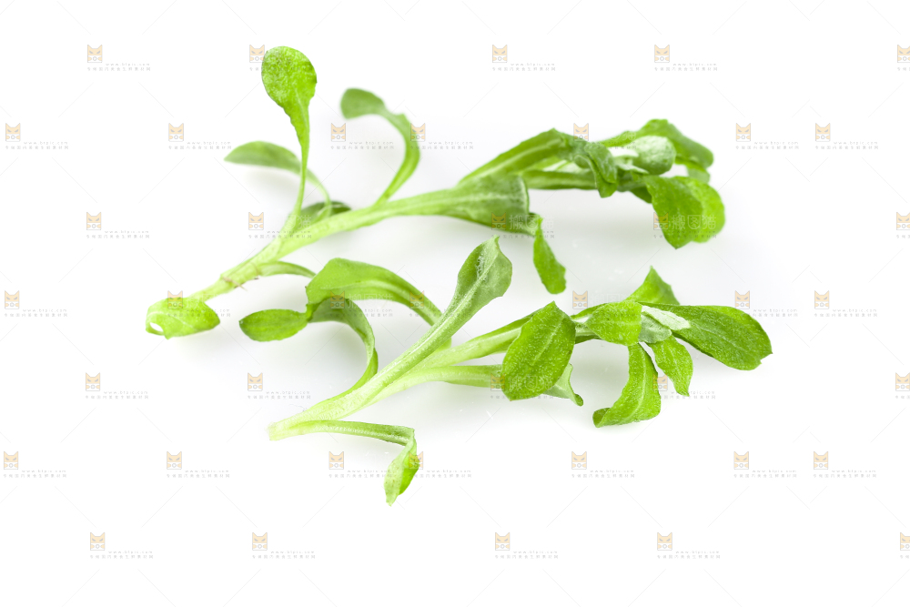 白底上放着清明草