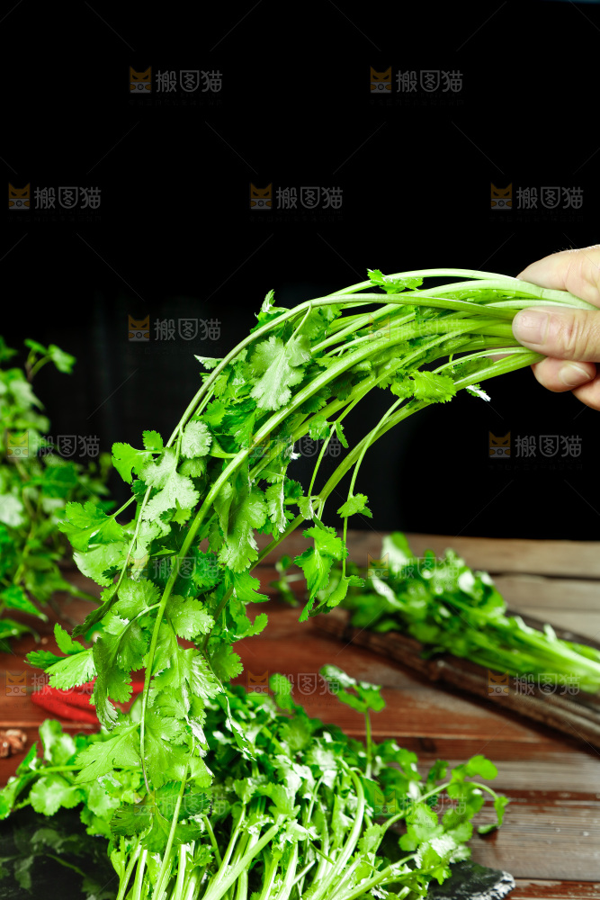 手里拿着小香菜