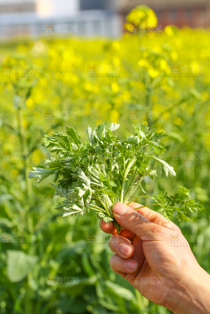 手里拿着野生艾叶