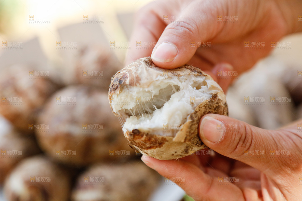 手里拿着小芋头