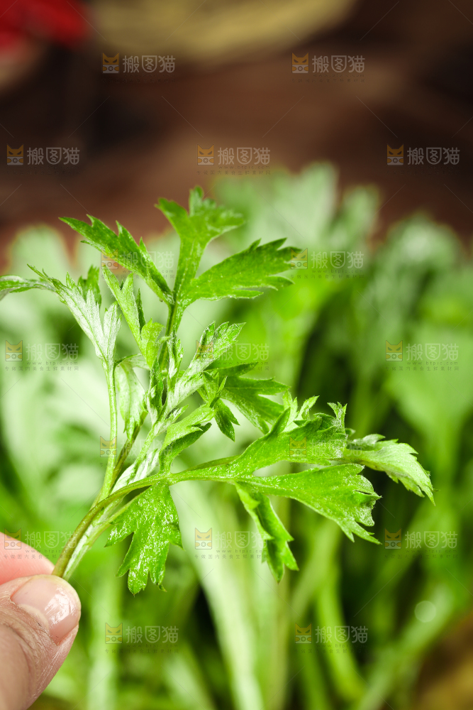 手里拿着艾蒿草