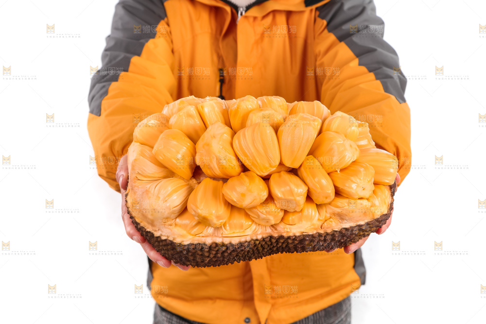 手里捧着红肉菠萝蜜