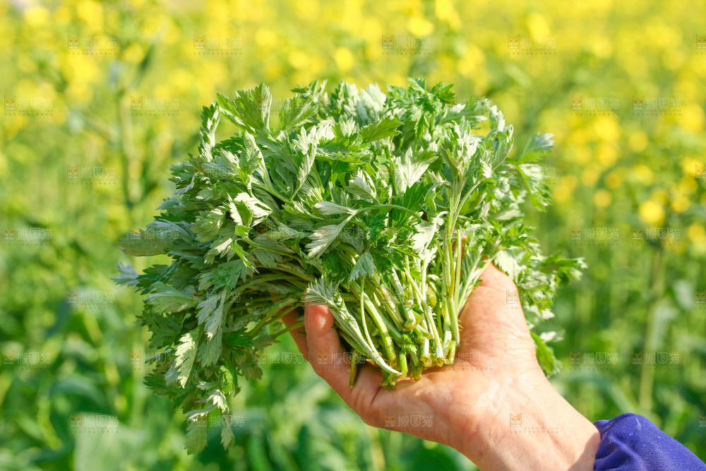 手里拿着野生艾叶