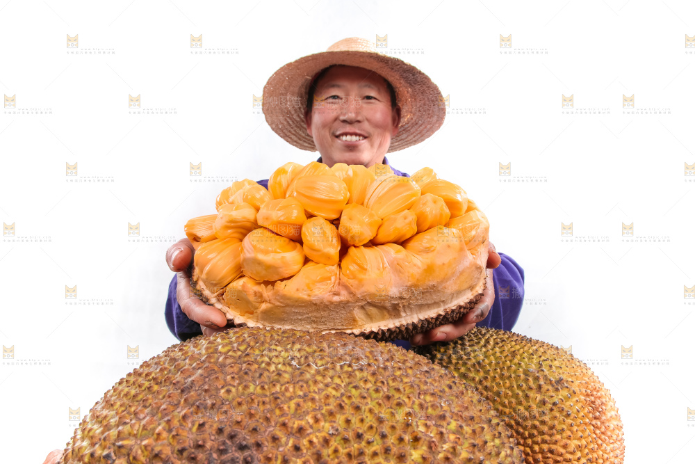 农民手里捧着红肉菠萝蜜