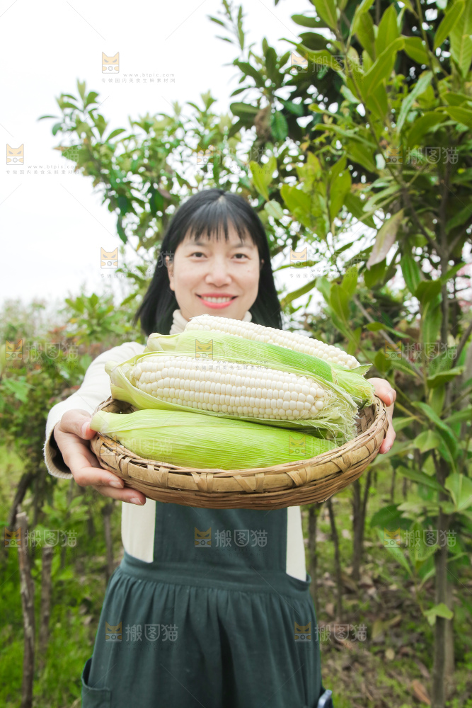 一篮新鲜白糯玉米