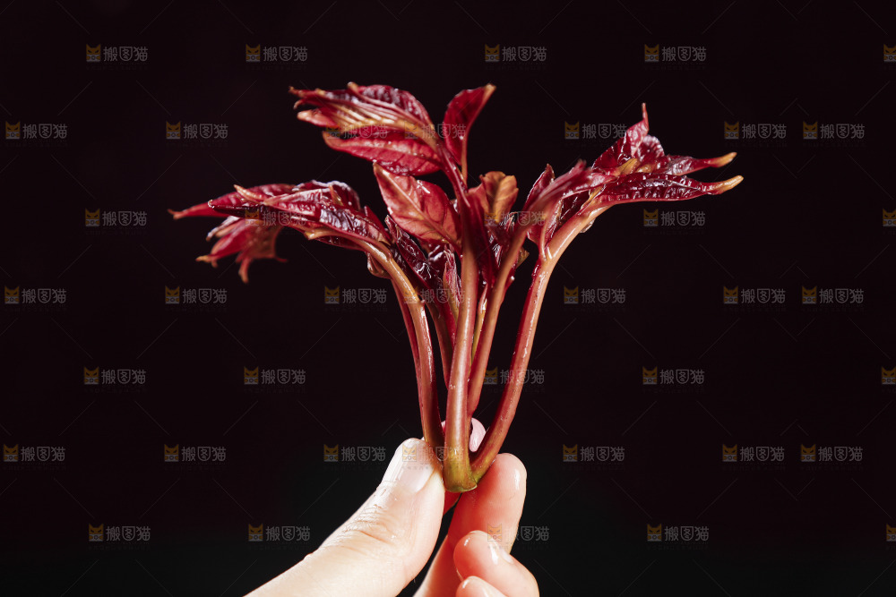 手里拿着红芽香椿