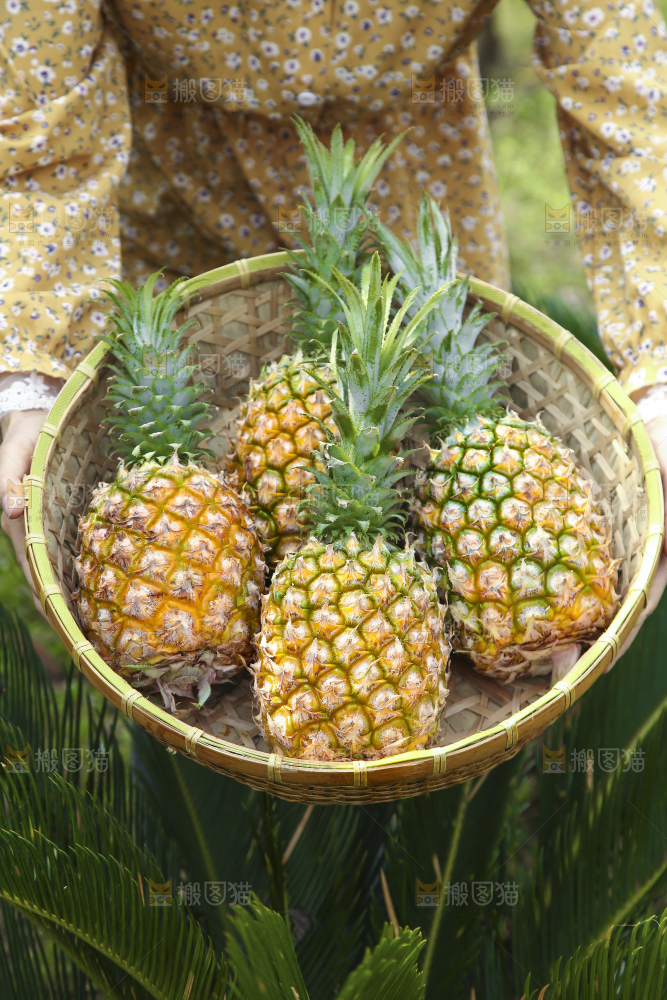 一篮新鲜菠萝