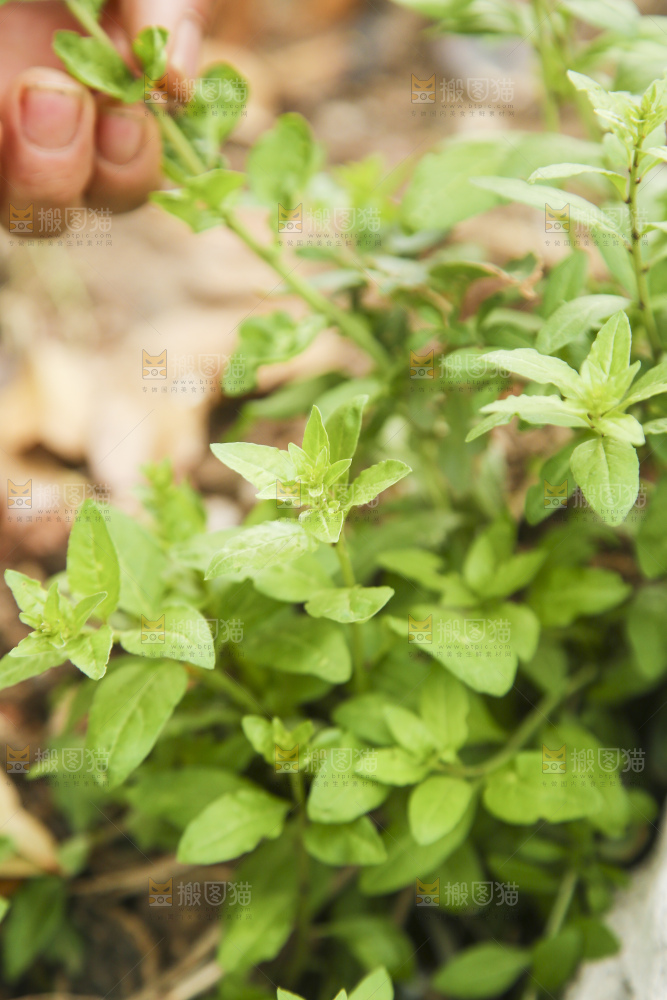 新鲜的枸杞菜