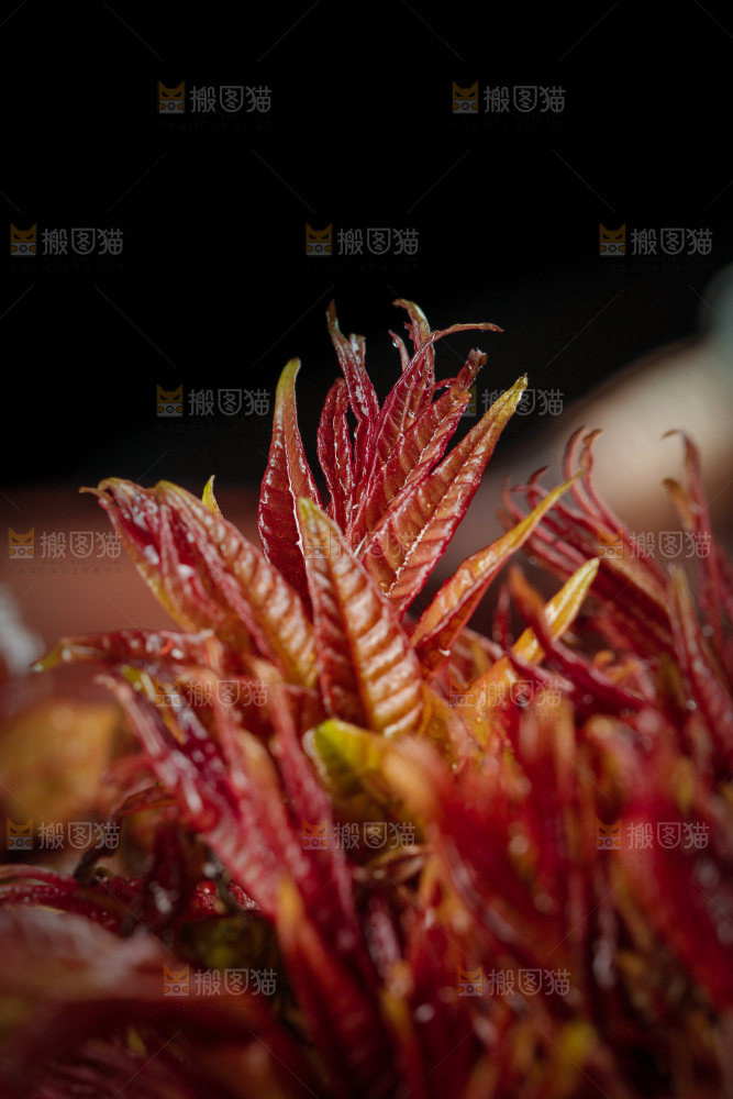 新鲜的香椿芽