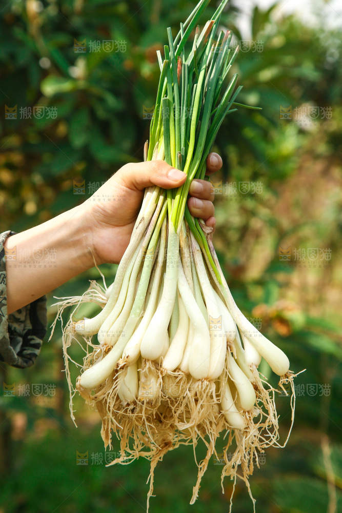 手里拿着荞头