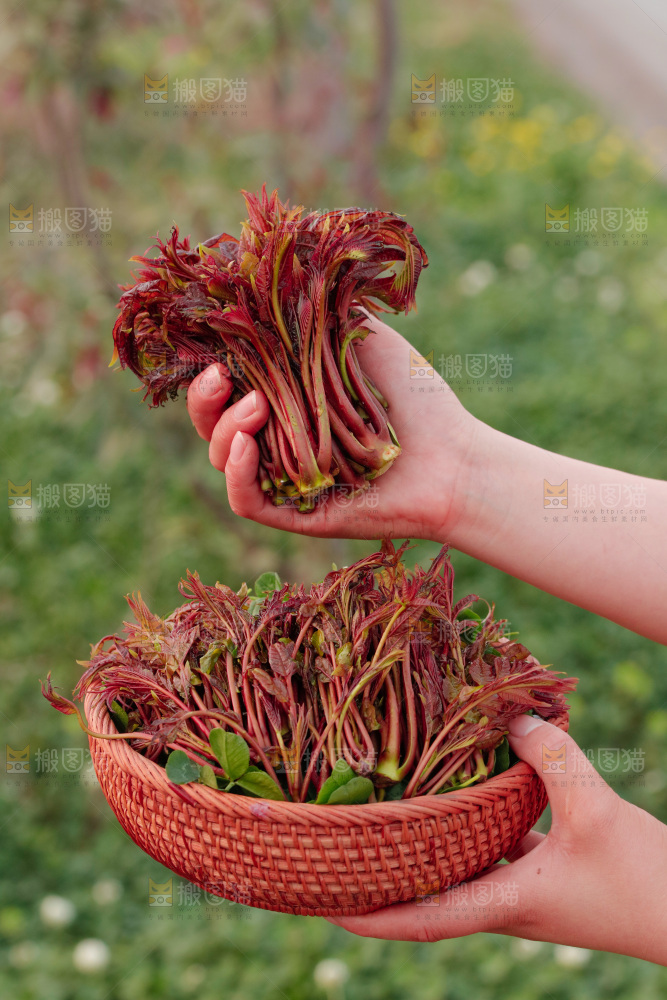 手里拿着香椿芽