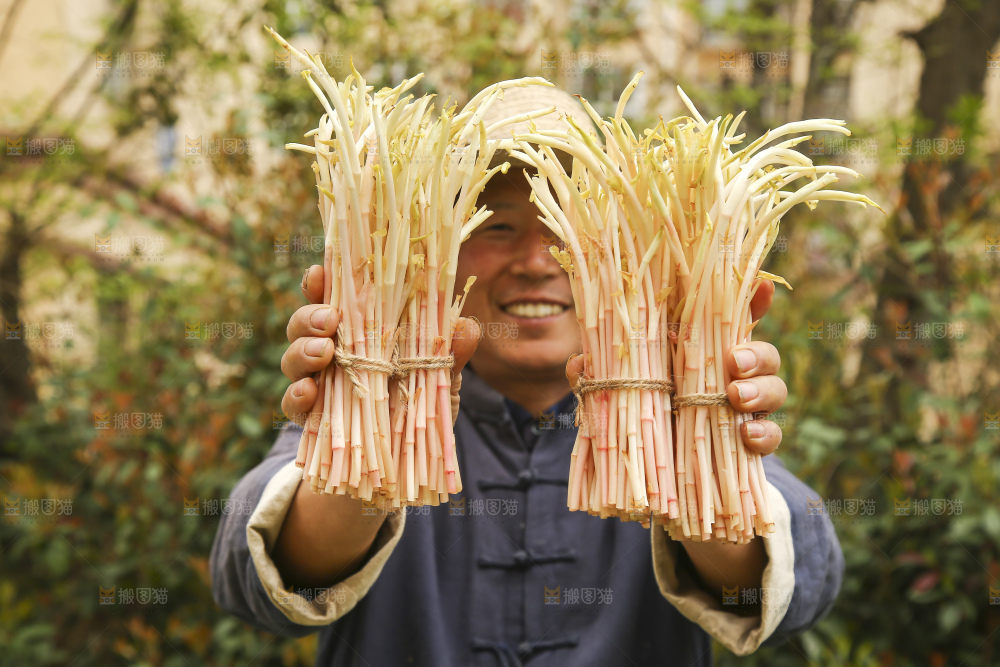 手里拿着鱼腥草嫩芽