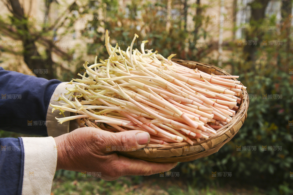 手里端着一篮折耳根嫩芽