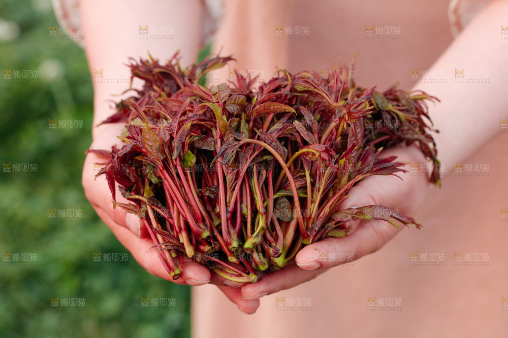 手里拿着香椿芽