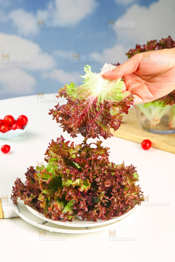 手里拿着紫生菜