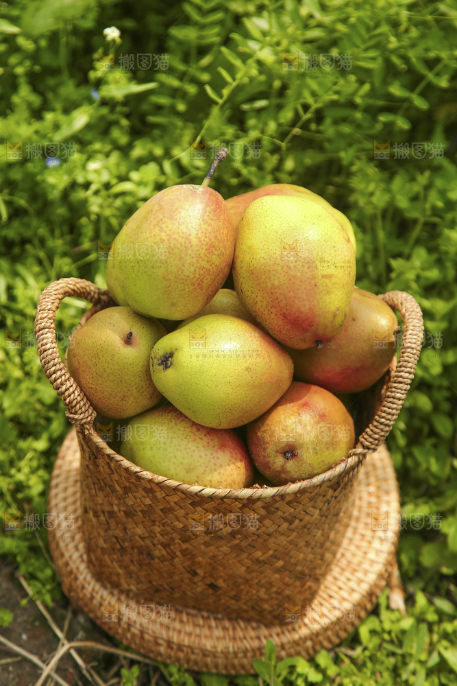 一篮新鲜红香酥梨