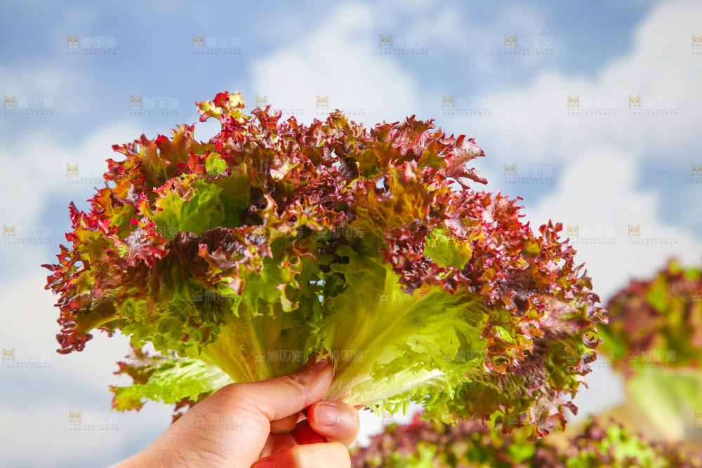 手里拿着紫生菜