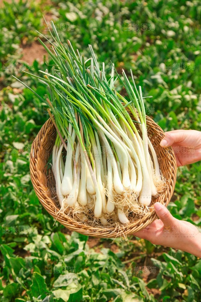 一篮新鲜藠头