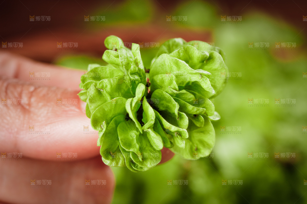 手里拿着榆钱