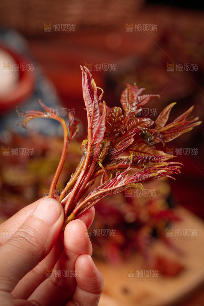 手里拿着红芽香椿