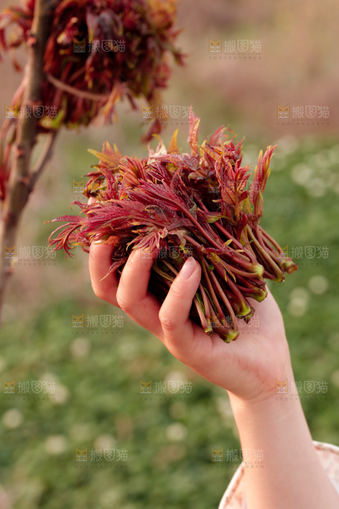 手里拿着红香椿