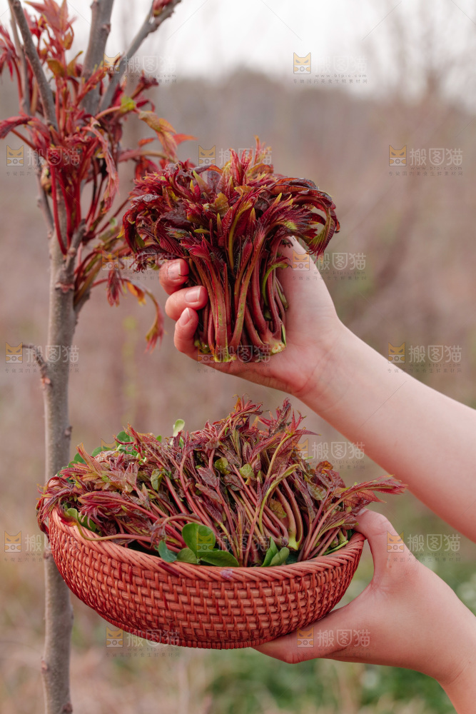 手里拿着香椿芽