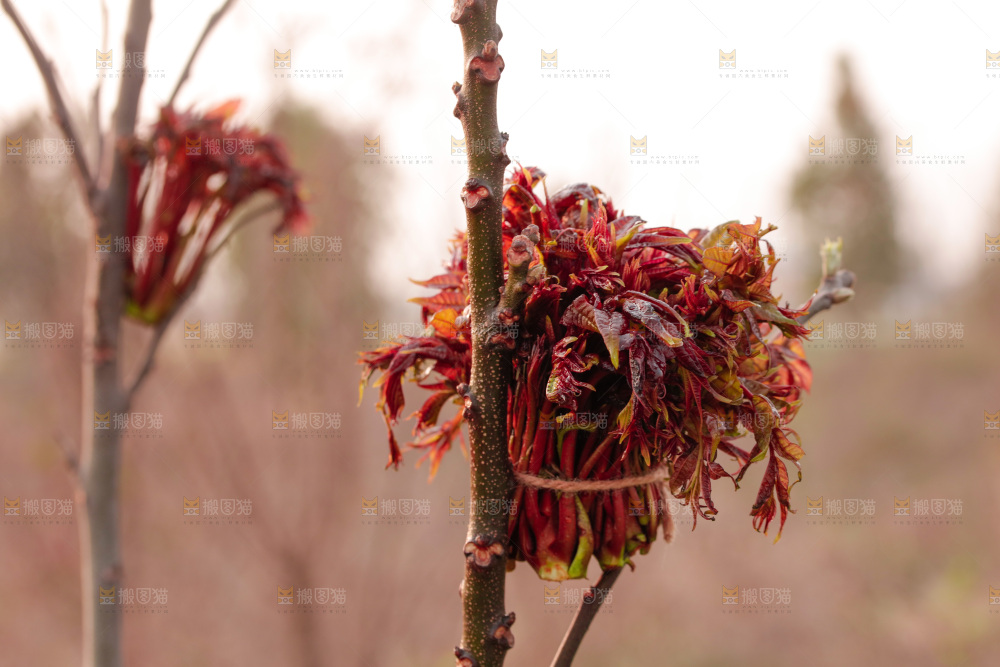 树叶上的头茬香椿芽