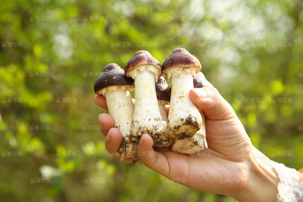 手里拿着赤松茸