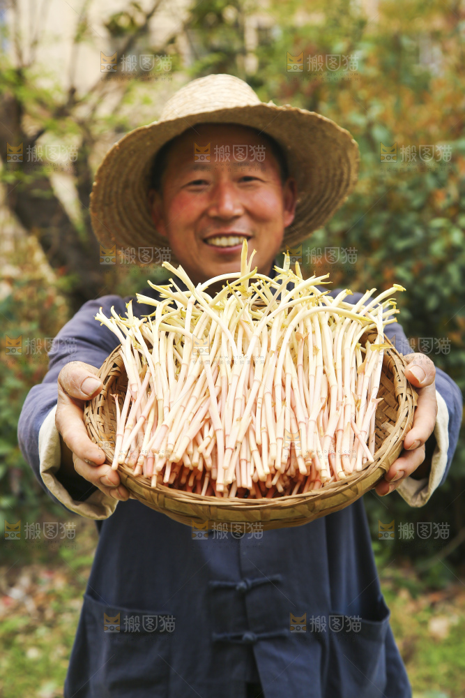 手里端着一篮鱼腥草嫩芽