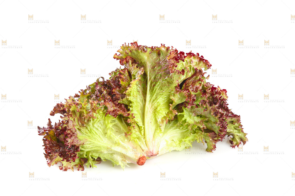 白底上的罗莎红生菜