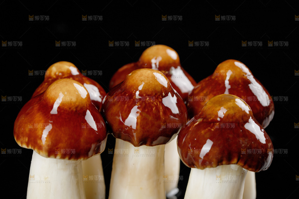 黑底上的新鲜松茸菇
