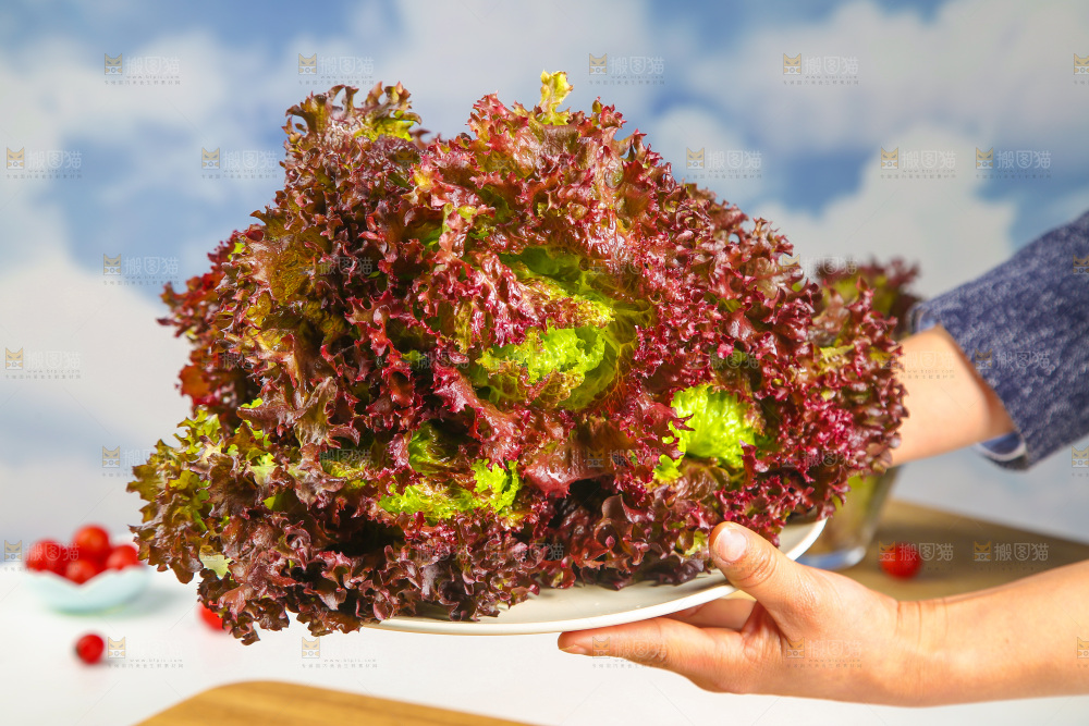 手里端着一盘紫霞生菜