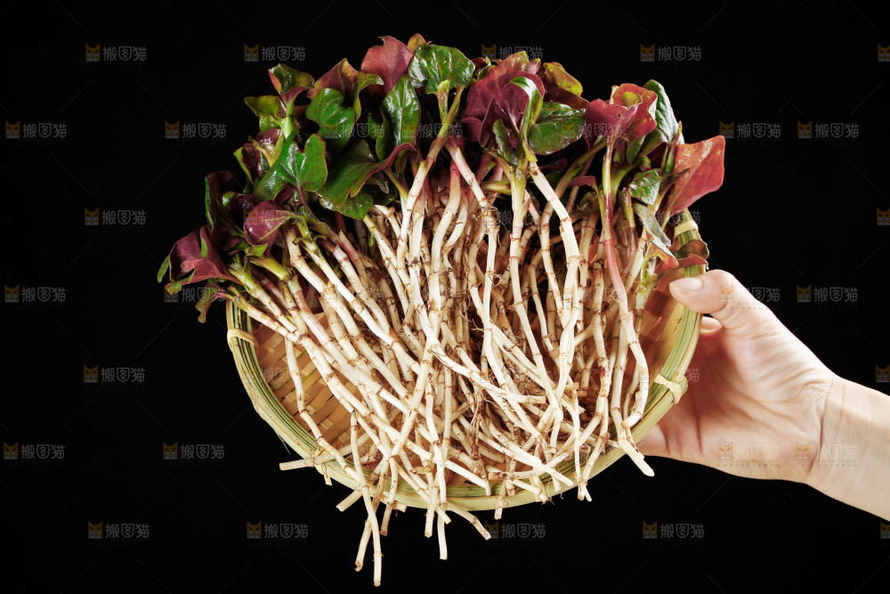 手里端着一篮鱼腥草
