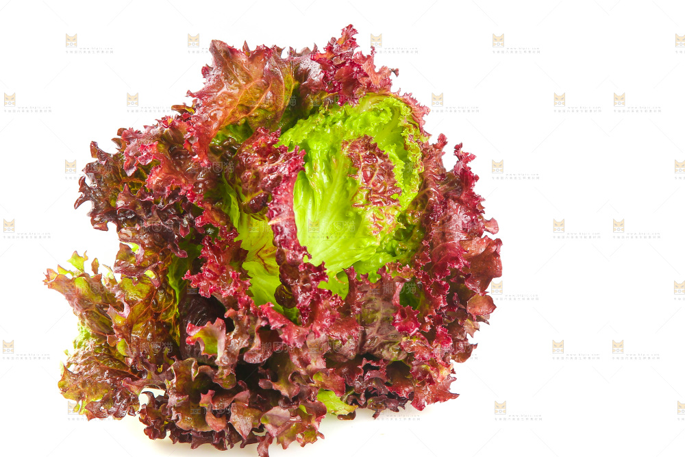 白底上的紫叶生菜