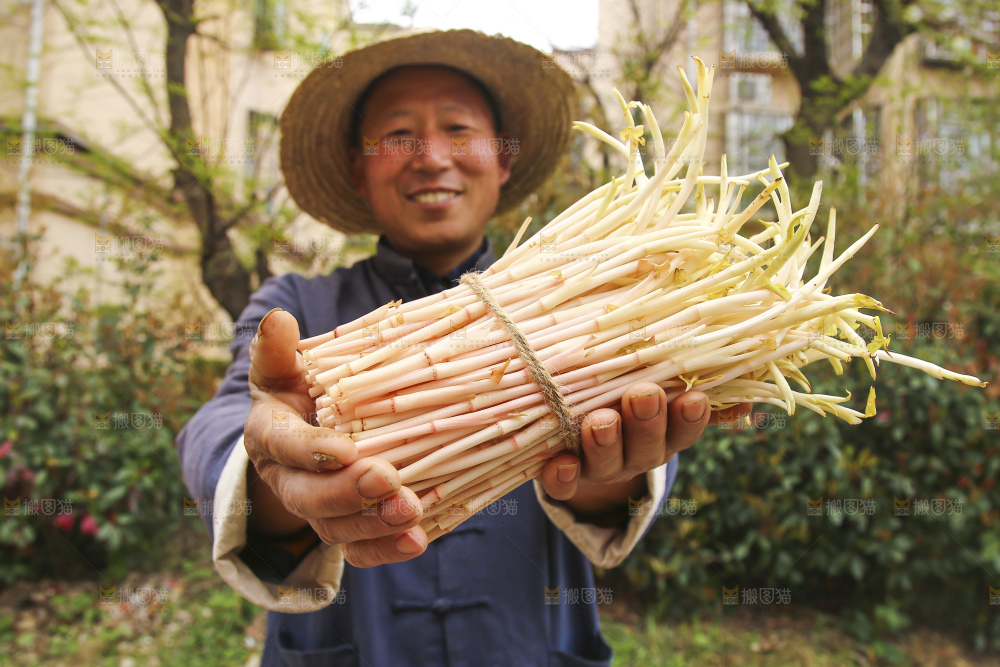 手里拿着鱼腥草嫩芽