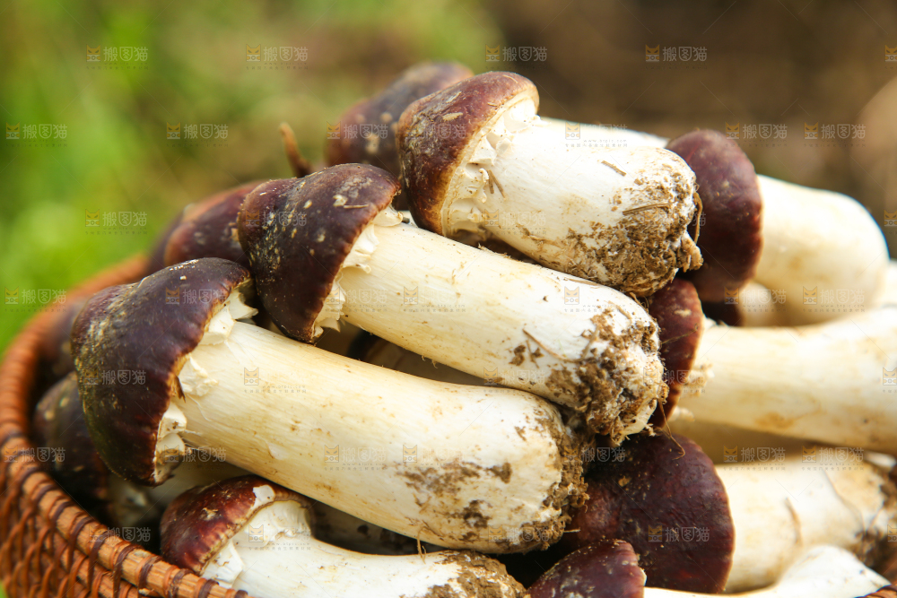 一篮云南赤松茸