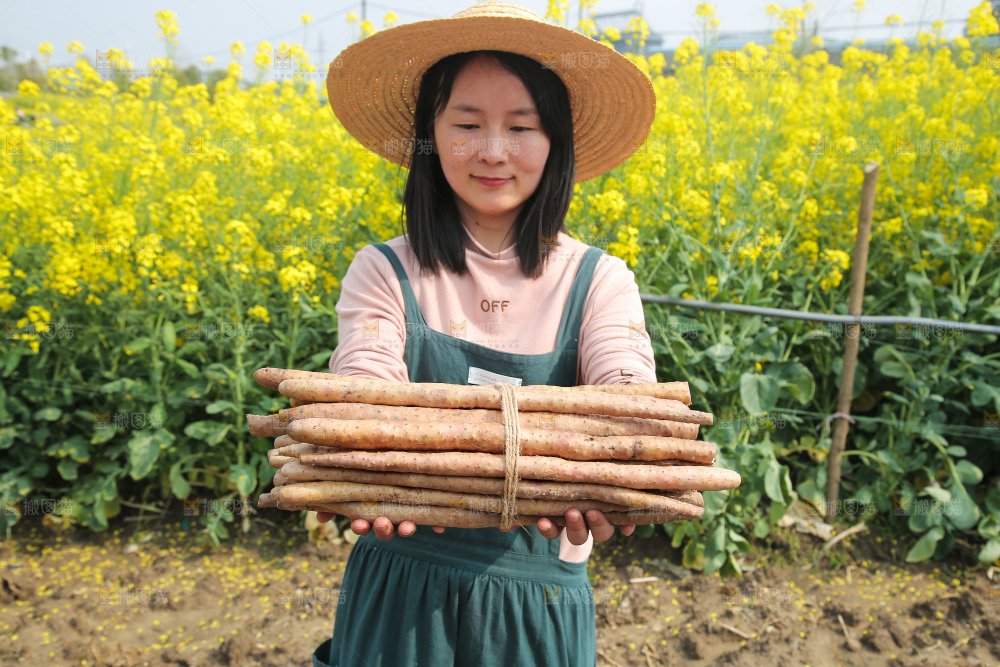手里拿着一捆铁棍山药
