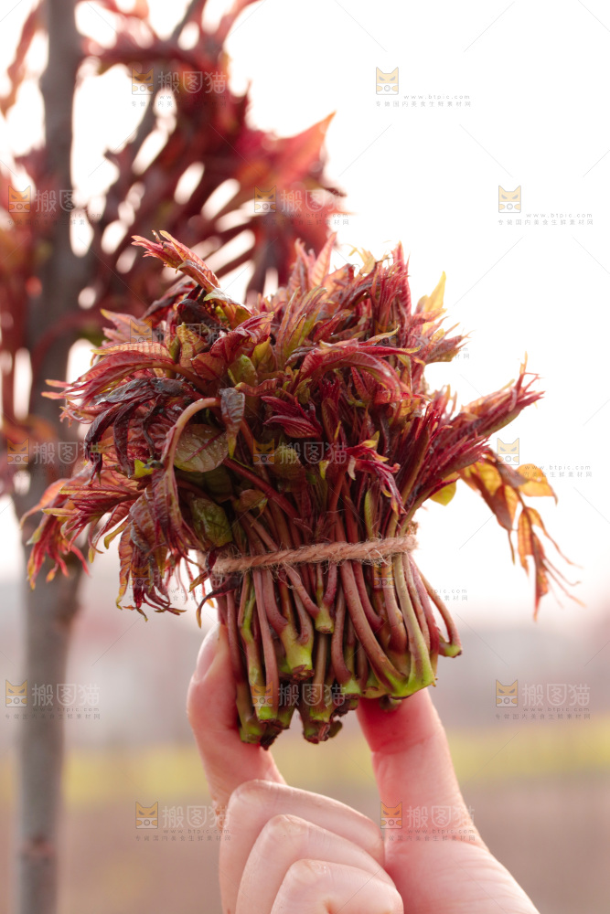 手里拿着红油香椿芽