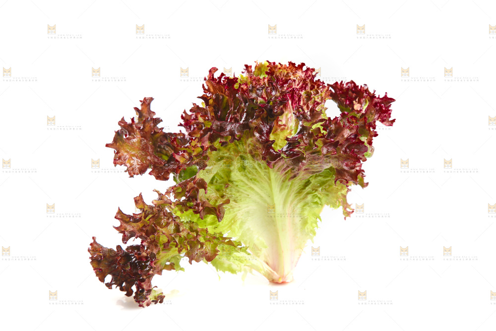白底上的罗莎红生菜