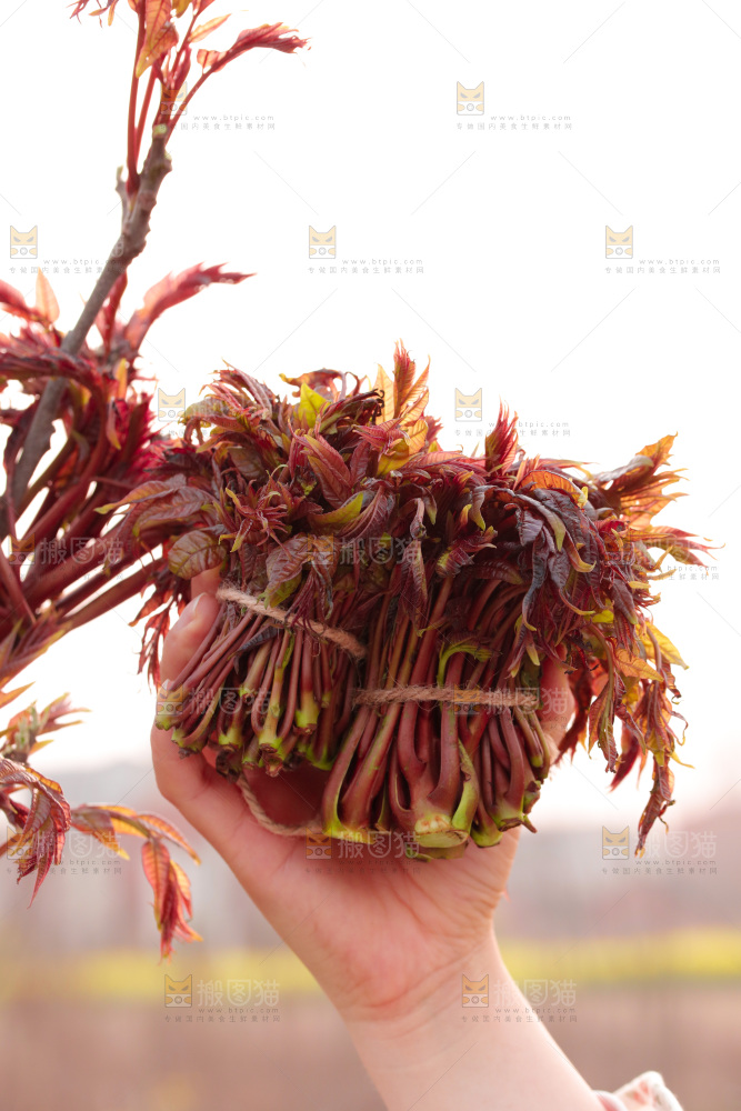 手里拿着红油香椿芽