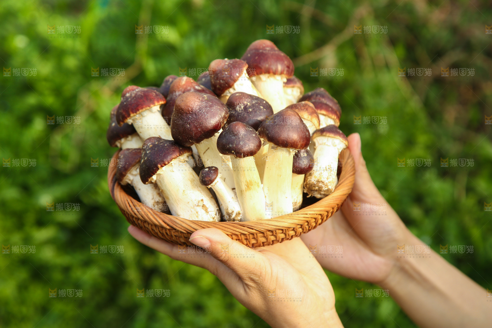 一篮云南赤松茸