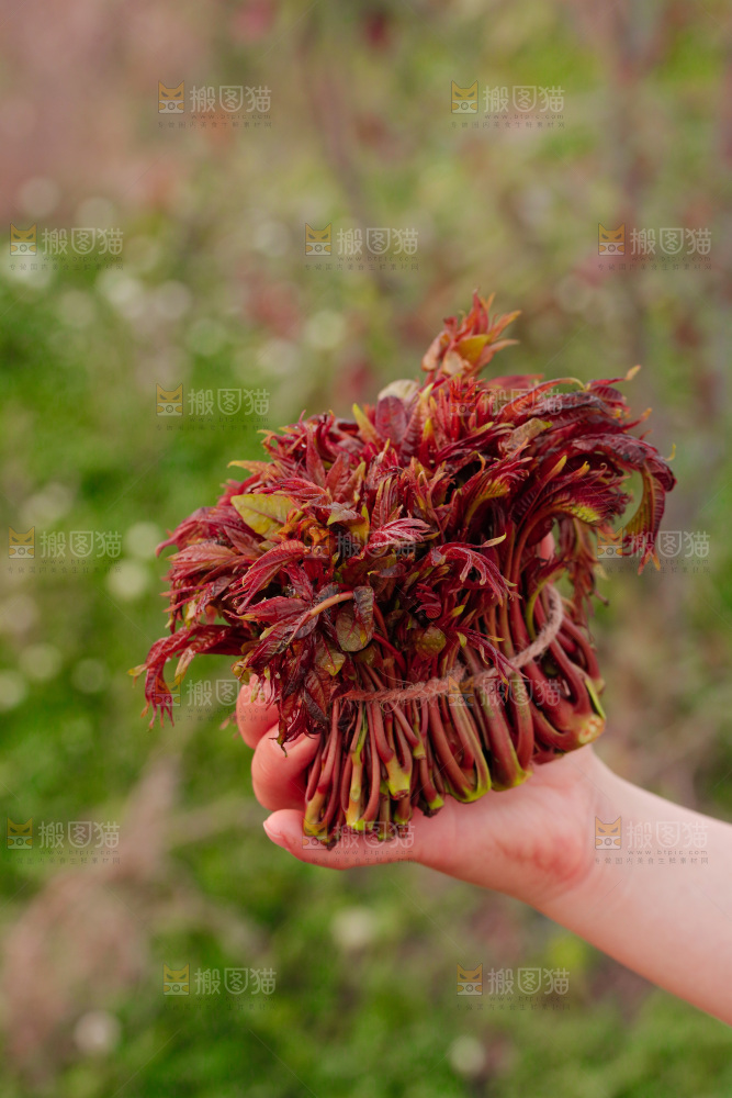 手里拿着红油香椿芽