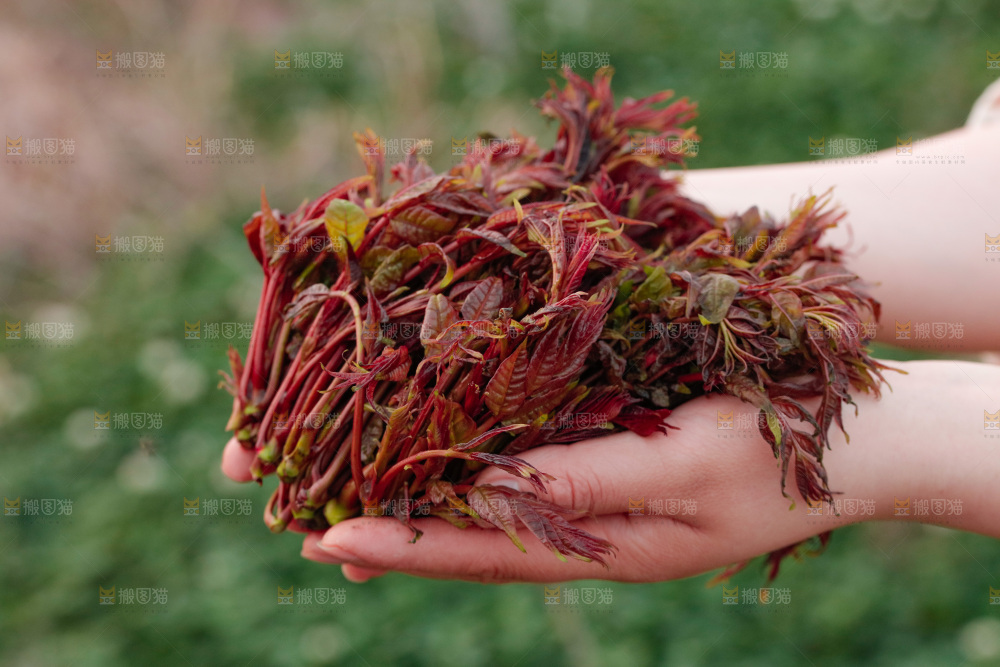 手里拿着香椿芽