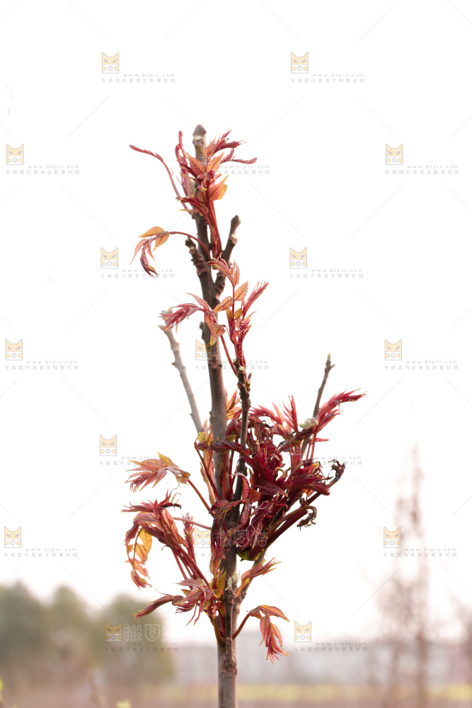 树叶上的头茬香椿芽